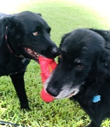 5th Jun 2020 - Old Dogs..  Best buds...