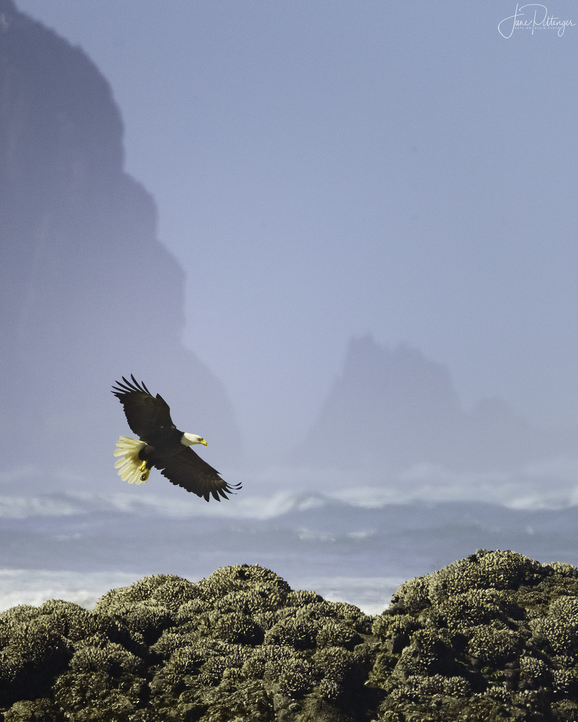 Bald Eagle Flying At Washburne by jgpittenger