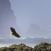 Bald Eagle Flying At Washburne by jgpittenger