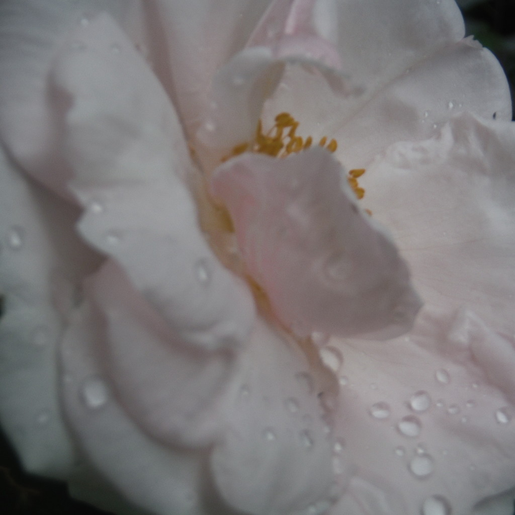 Rose in my Garden by spanishliz