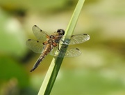 25th Jun 2020 -  Four Spotted Chaser 