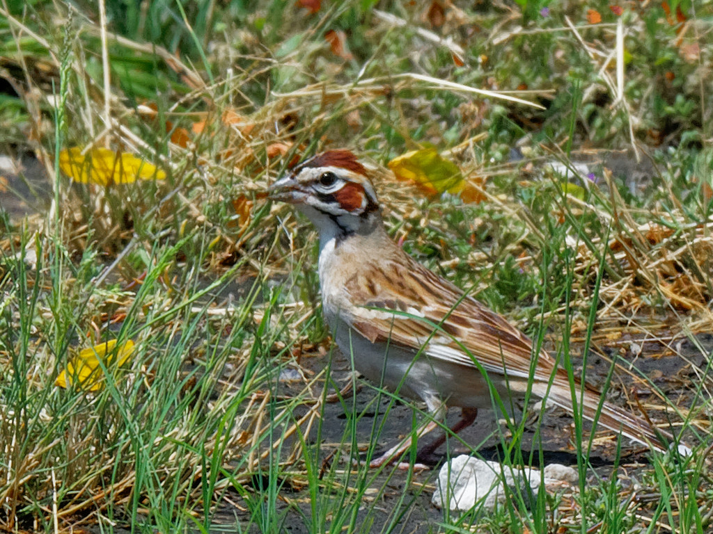 Lark sparrow by rminer