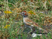 27th Jun 2020 - Lark sparrow