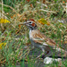 Lark sparrow by rminer