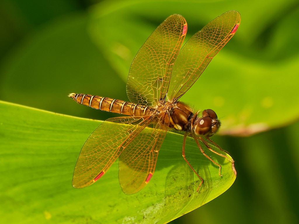 Eastern Amberwing dragonfly by rminer