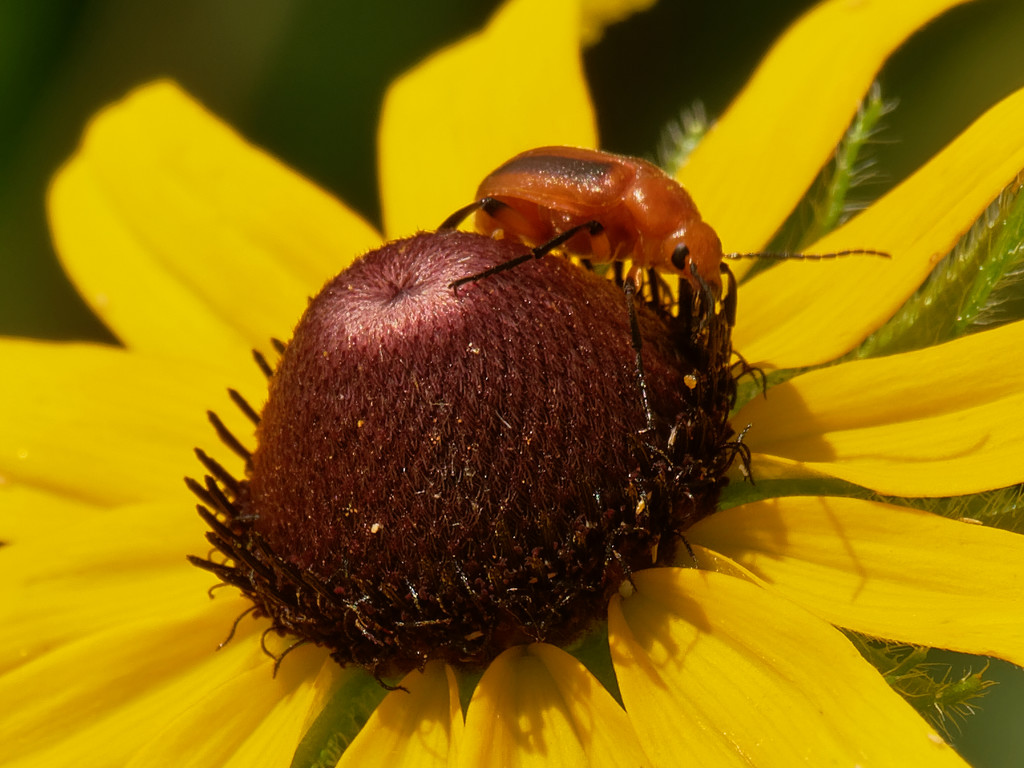 black-eyed susan and blister beetle by rminer