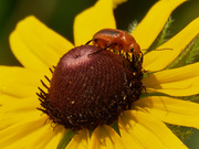 27th Jun 2020 - black-eyed susan and blister beetle