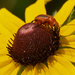black-eyed susan and blister beetle by rminer
