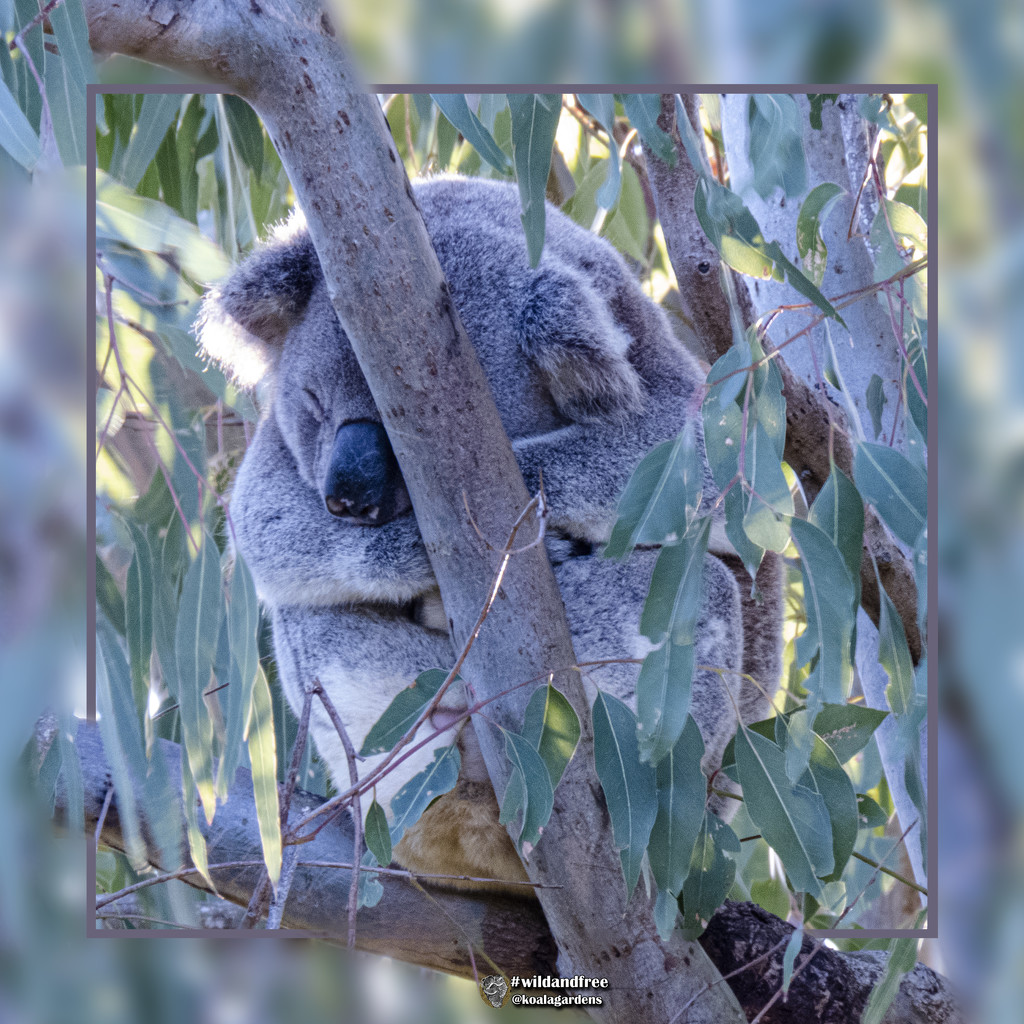 a well earned rest by koalagardens
