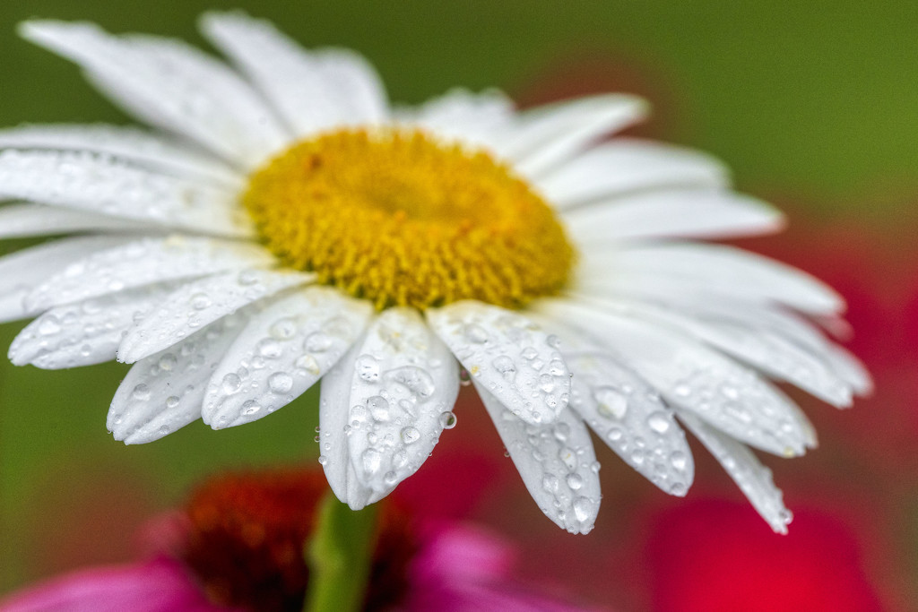 Dew on the Daisy by kvphoto