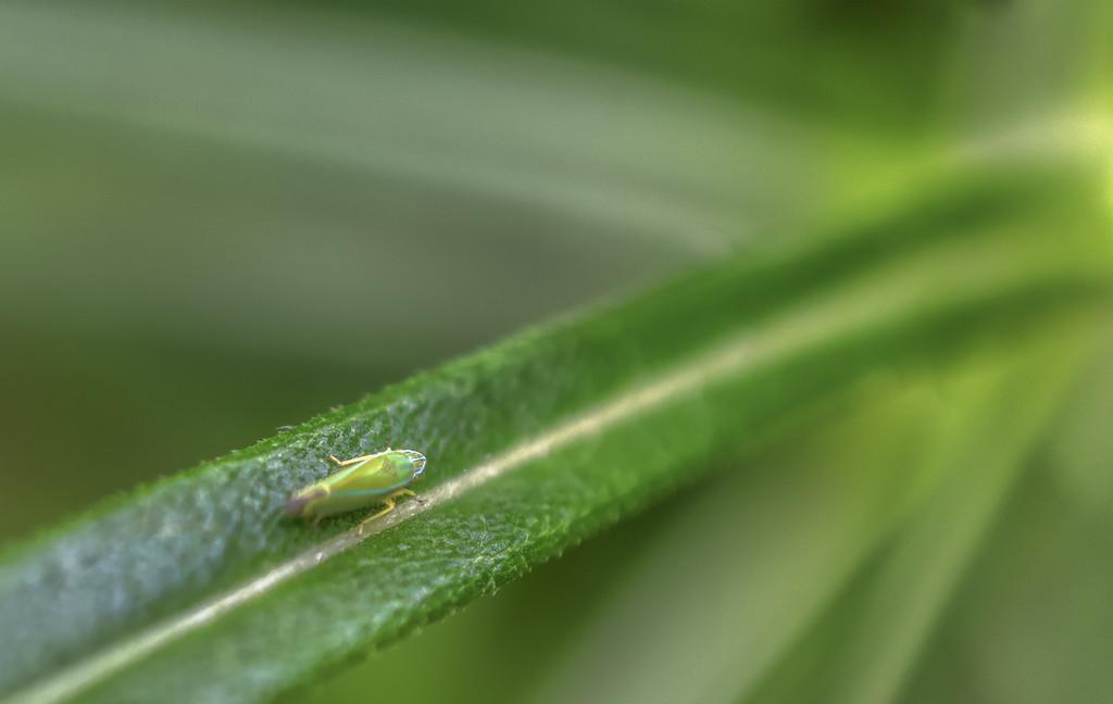 Leafhopper by k9photo
