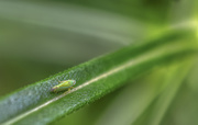 27th Jun 2020 - Leafhopper