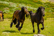 27th Jun 2020 - Dole horses