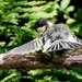 SUNNING GREAT TIT by markp