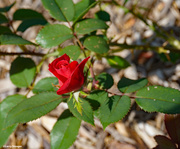 27th Jun 2020 - Red rose