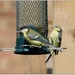 Blue Tit and Great Tit sharing the dinner table by judithdeacon