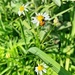 Ladybug.  by cocobella