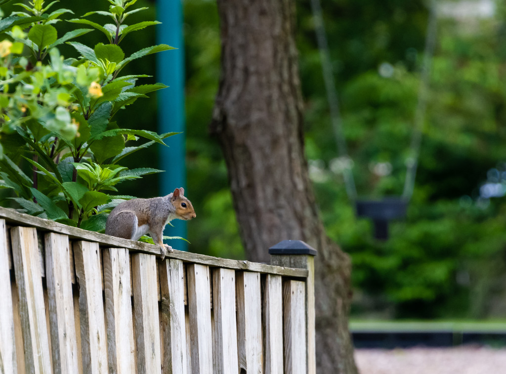 Squirrel on Fence by marylandgirl58