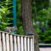 Squirrel on Fence by marylandgirl58