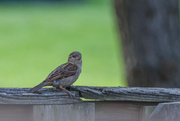 27th Jun 2020 - Sparrow Bird