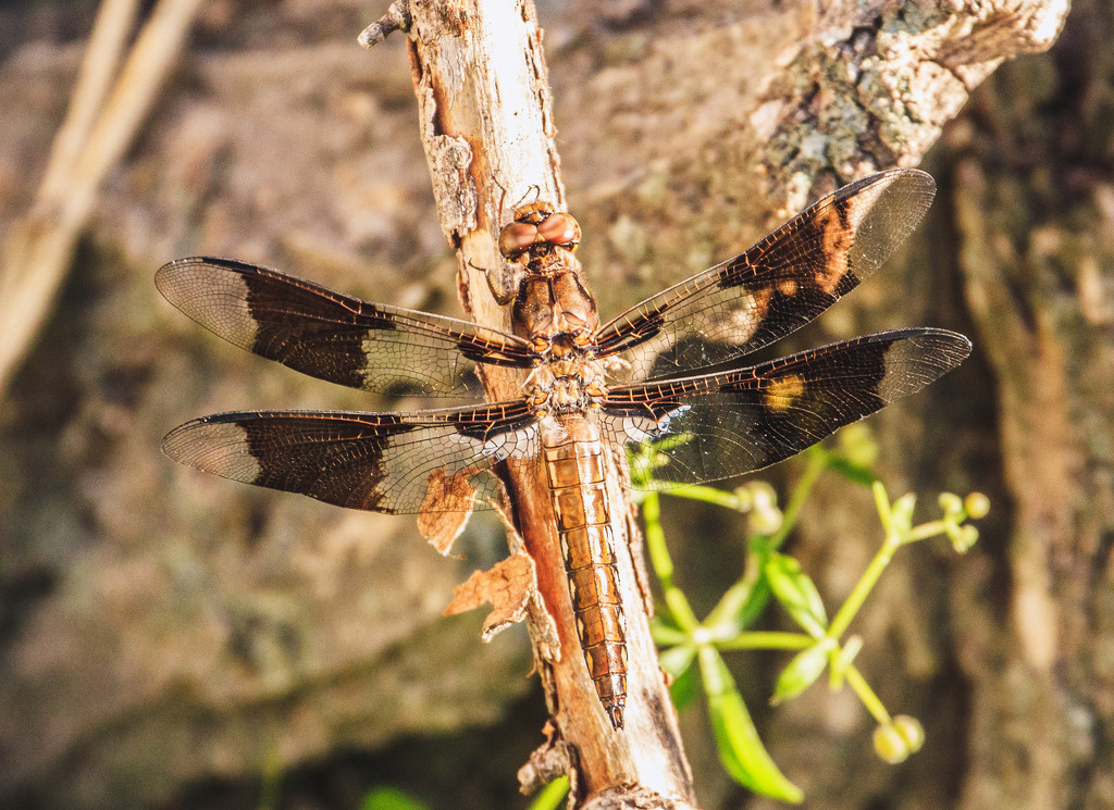 another dragonfly by aecasey