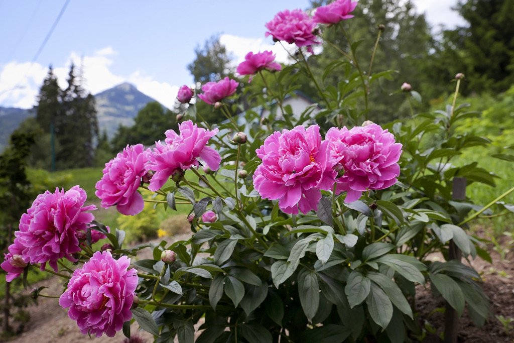 Our Neighbours Peonies by kiwichick