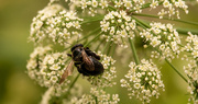 27th Jun 2020 - The Bee Was Enjoying the Flower!