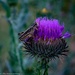 Grasshopper on Thistle by theredcamera