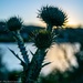 Thistle at sunset by theredcamera