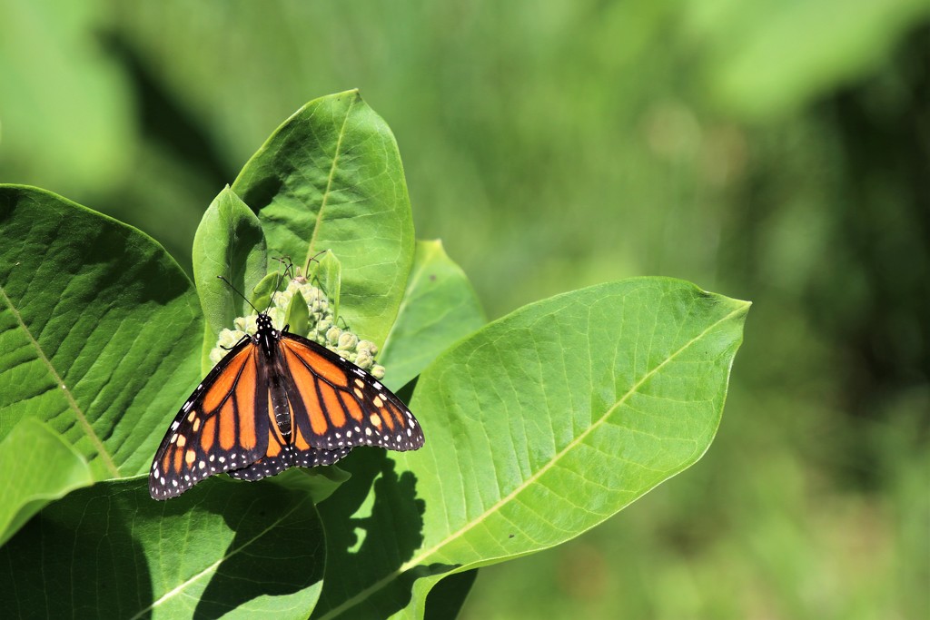 Monarch and spider by edorreandresen