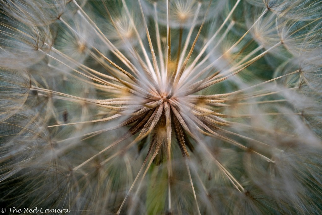 Dandelion Detail by theredcamera