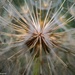 Dandelion Detail by theredcamera