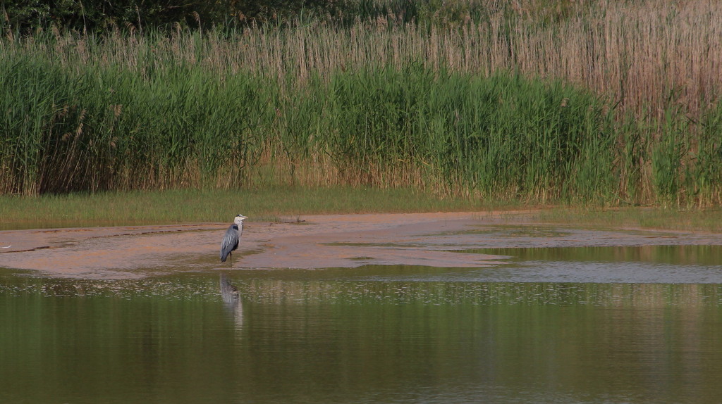 Distant heron by busylady