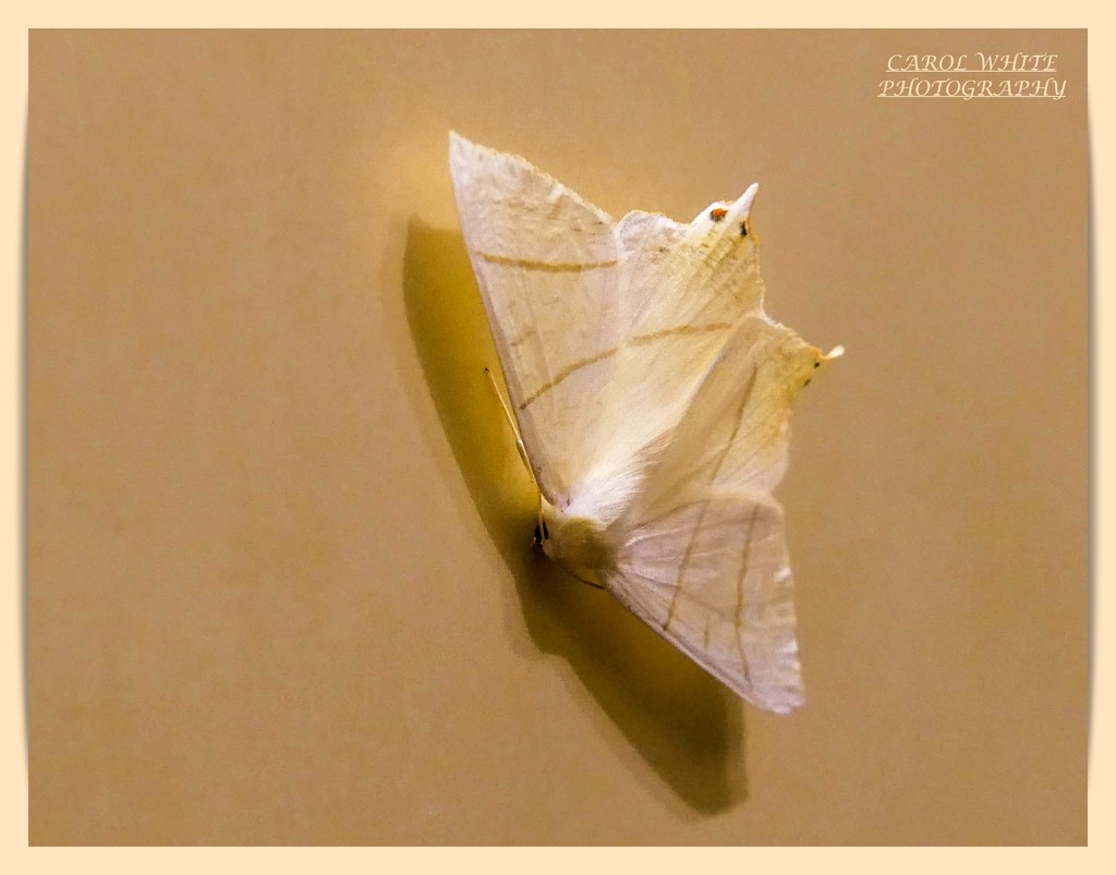 Swallow-tailed Moth by carolmw