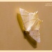 Swallow-tailed Moth by carolmw