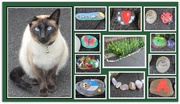 28th Jun 2020 - Pussycat and painted pebbles.