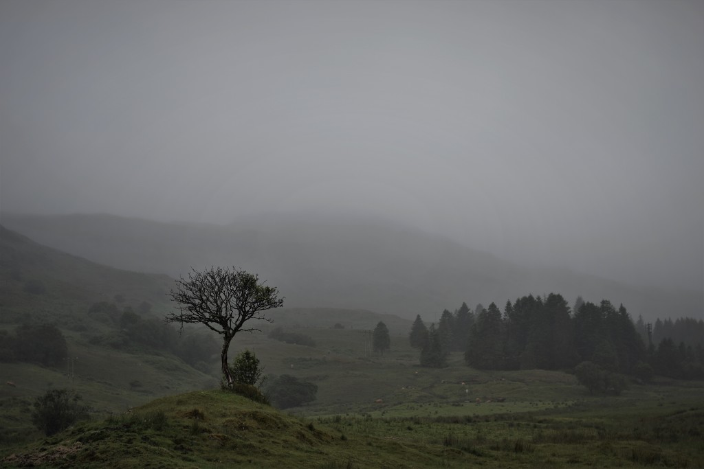Midsummer in Scotland by christophercox