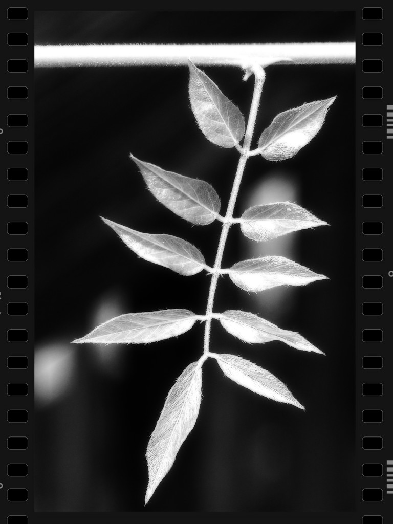 New growth on a wisteria vine by marlboromaam