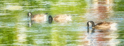 28th Jun 2020 - Geese and Reflections