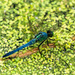 Dragonfly by jae_at_wits_end
