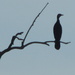 Cormorant silhouette by 365anne