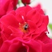 У Сергея целый розарий в цвету стоит. by nyngamynga