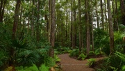 29th Jun 2020 - Another Walk Through The Botanic Gardens ~             