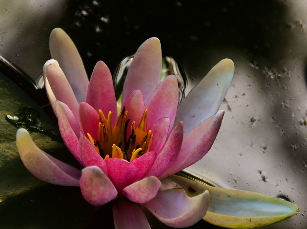 water lily by ianmetcalfe
