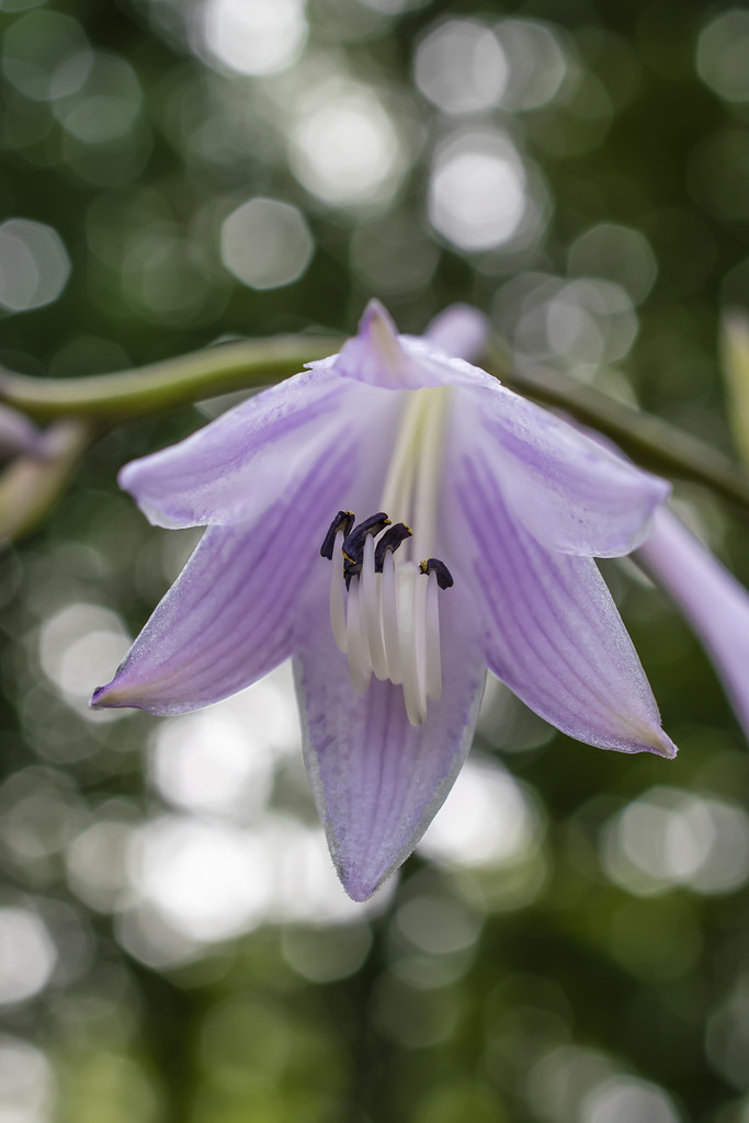 Hosta Flower by k9photo