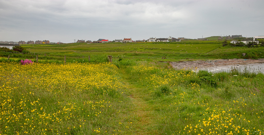Path Through the Buttercups by lifeat60degrees