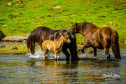 28th Jun 2020 - The horses splash in the water