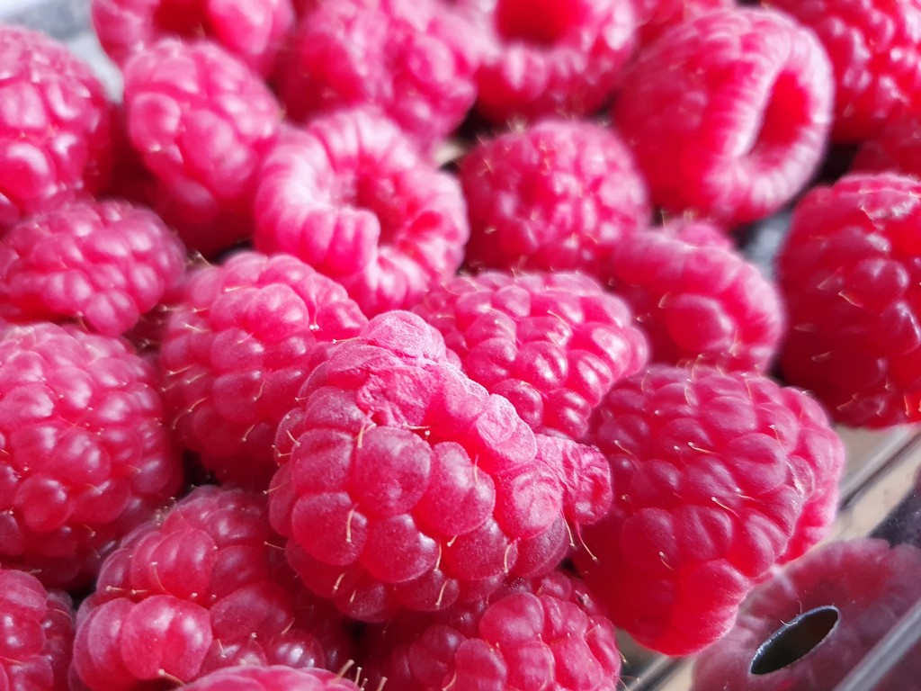 Raspberries by isaacsnek
