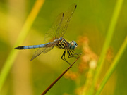 28th Jun 2020 - blue dasher dragonfly