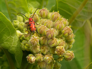 28th Jun 2020 - red milkweed beetle